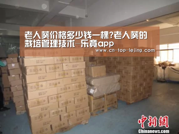 老人葵价格多少钱一棵?老人葵的栽培管理技术-乐竟app(图1) 乐竟体育官网