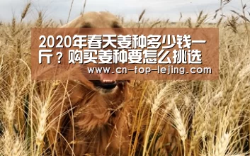 乐竟app