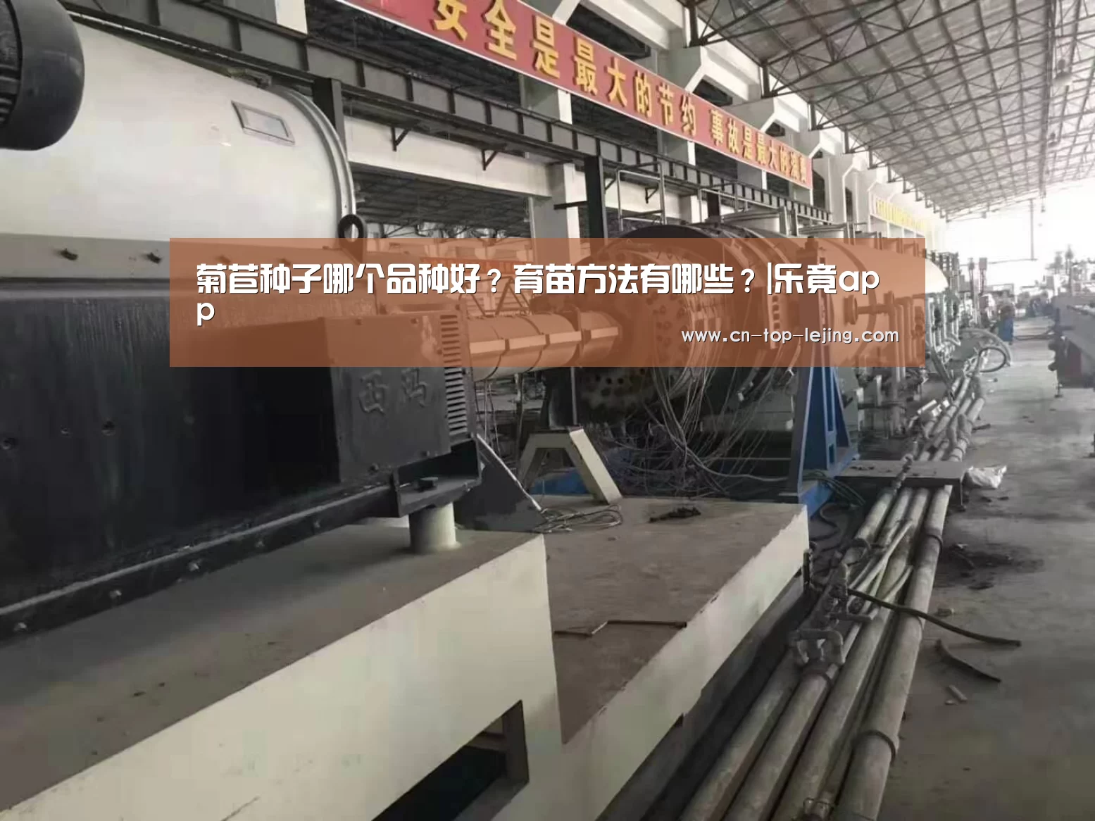菊苣种子哪个品种好?育苗方法有哪些?|乐竟app(图1) 乐竟app